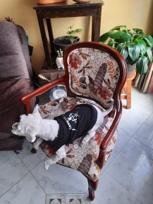 Perrito camiseta metal
